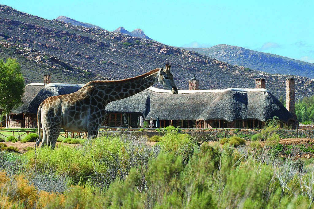 Apex Travel Club - ATC - Aquila Safari Private Game Reserve