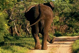 Apex Travel Club - ATC - Royal Malewane