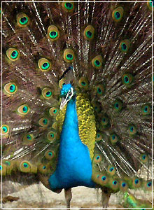 Apex Travel Club - ATC - Birds Of Eden