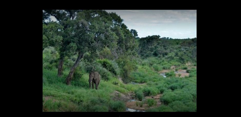 Apex Travel Club - ATC - Tingala Lodge -Bed in the Bush