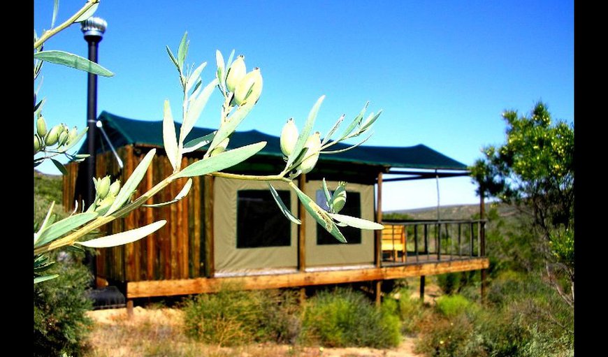 Apex Travel Club - ATC - Agama Tented Camp
