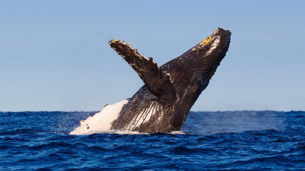 Apex Travel Club - ATC - Ocean Mist Hermanus