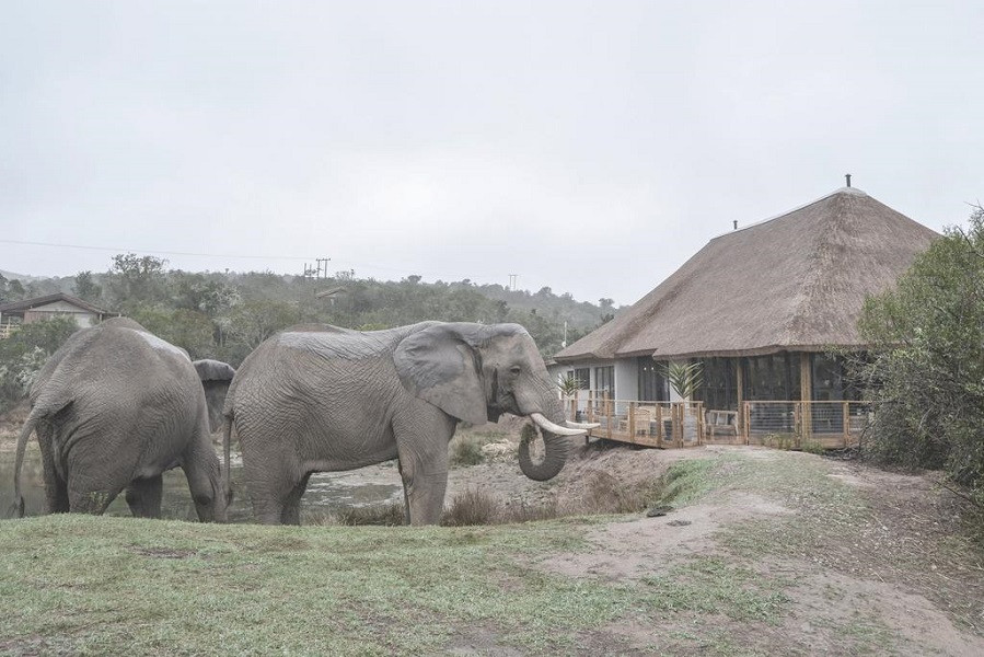 Apex Travel Club - ATC - Barefoot Addo Elephant Lodge