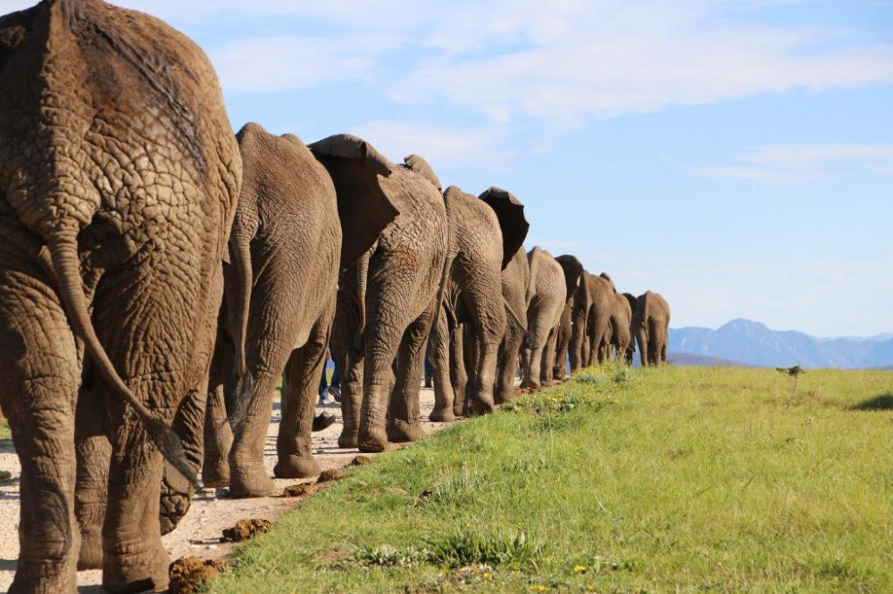 Apex Travel Club - ATC - Knysna Elephant Park