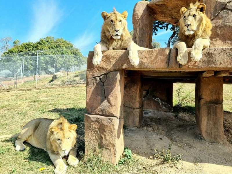 Apex Travel Club - ATC - Pumbaa Wildlife Park and Accommodation