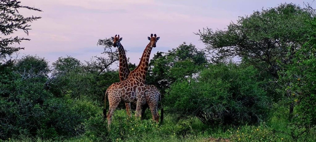 Apex Travel Club - ATC - Impala Cottage