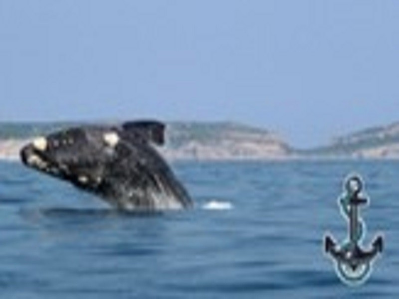 Apex Travel Club - ATC - Anchored In Plett