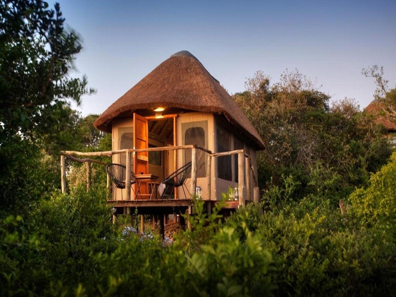 Apex Travel Club - ATC - Elephants Safari Lodge - Bellevue Forest Reserve