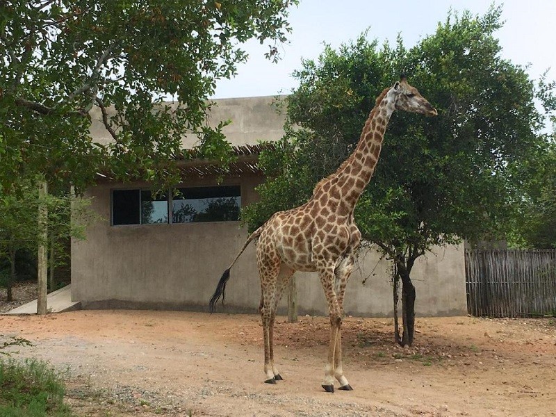 Apex Travel Club - ATC - Nextdoor Kruger